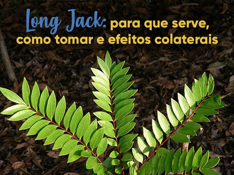 Long Jack: para que serve, como tomar e efeitos colaterais